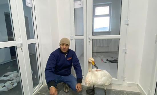 Завханд шархадсан хунг Увсад хүргэхээр болжээ
